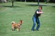Frisbee Dog Wapiti Labs