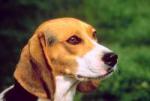 Wapiti Labs Beagle