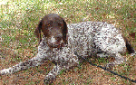 Abby dog