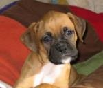 Baby Bonnie