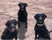 Meg, Duff, Max