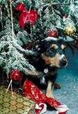 Pampered Pup