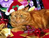 Christmas Kitty