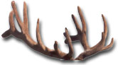 Elk Velvet Antler