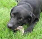 Mick with Antler Chew