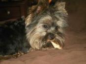 JAX and his antler