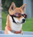 Shi with Goggles