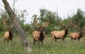 Wolf Creek Elk Ranch.jpg