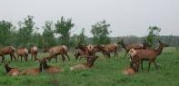 Wolf Creek Elk Ranch